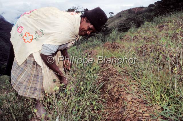 yungas bolivie  25.JPG - Récolte des feuilles de cocaYungas de Bolivie
